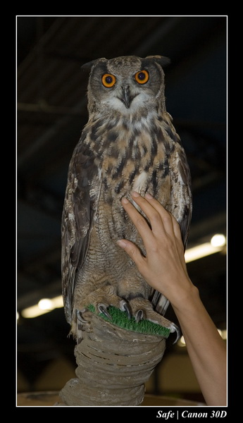Sep 06 - Salon des animaux de compagnies - 76